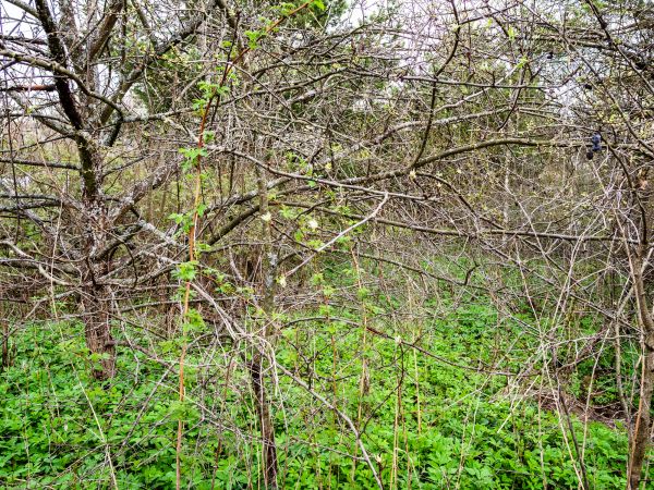 Underbrush Clearing in Poughkeepsie