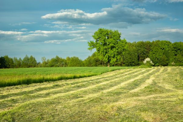 Vegetation Removal in Poughkeepsie