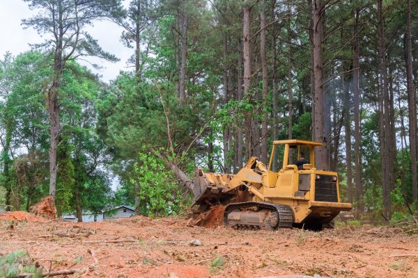Forest Thinning in Poughkeepsie