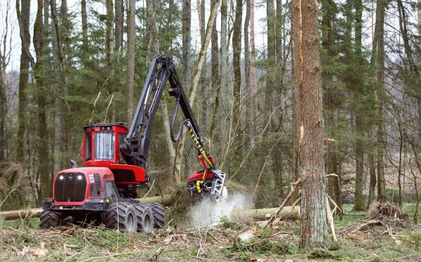 Cost of Forest Clearance Service in Poughkeepsie