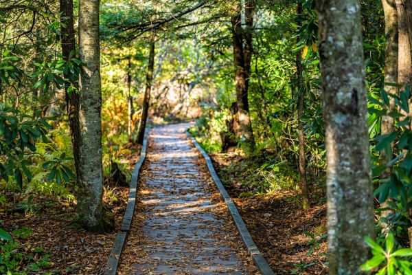 Trail Clearing in Poughkeepsie