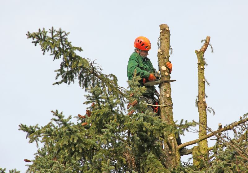 Tree Removal Process